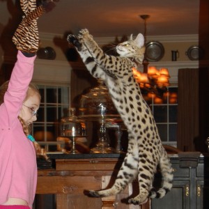 Savannah Cats - Breeder - Select Exotics