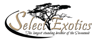 savannah cat - select exotics