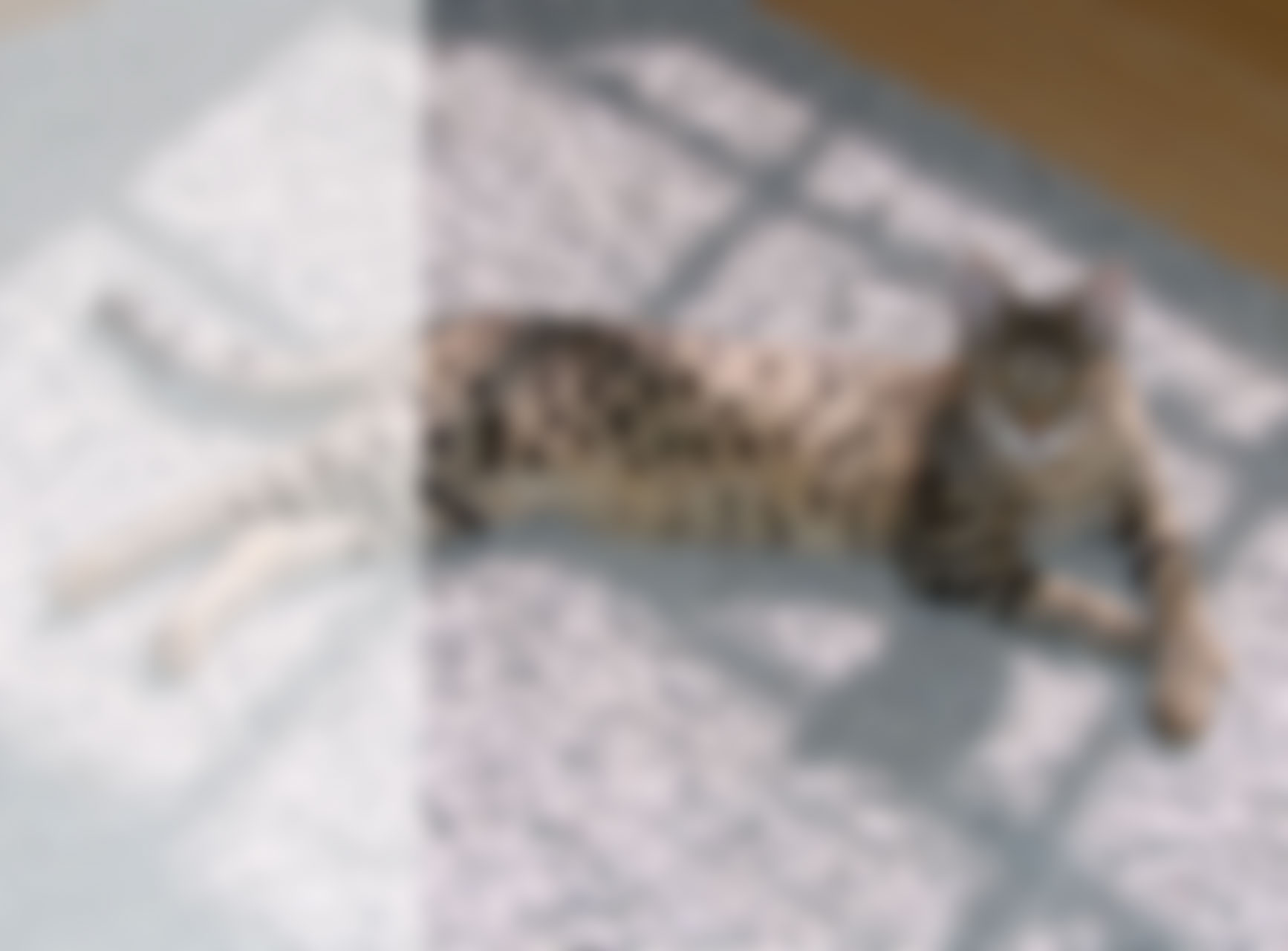 Scar12-with-light-overlay-blurred