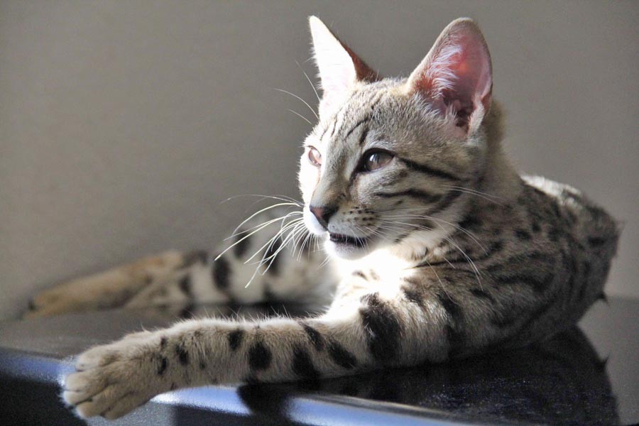 Maui Savannah Cat Select Exotics