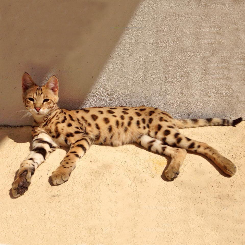 Elite Savannah Cat Select Exotics Savannah Cats