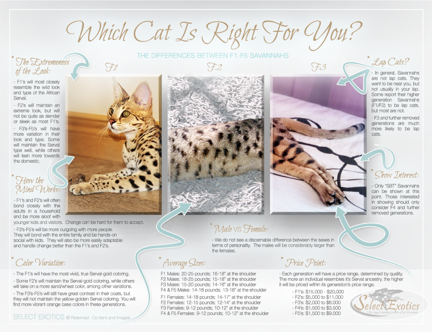 Wild Cat Size Chart