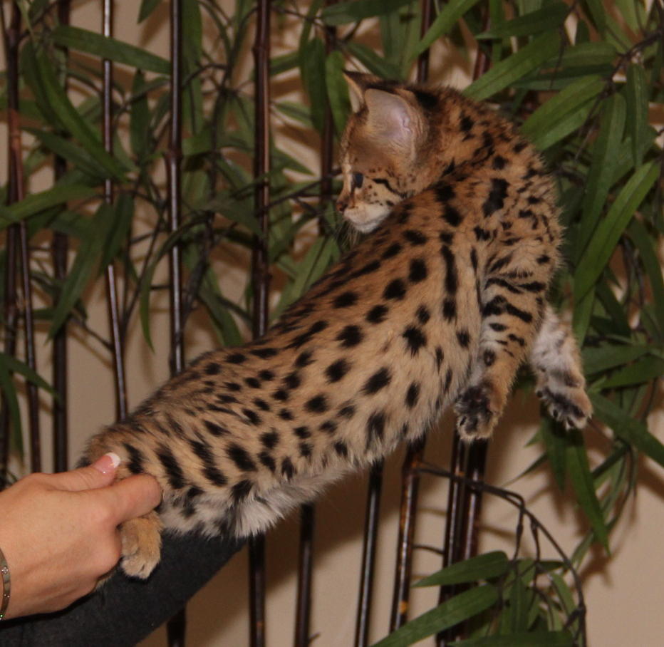 f1 savannah cat