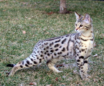 elite savannah cat from select exotics