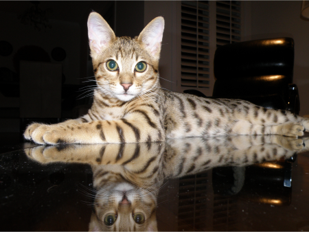 Savannah Cat Breed