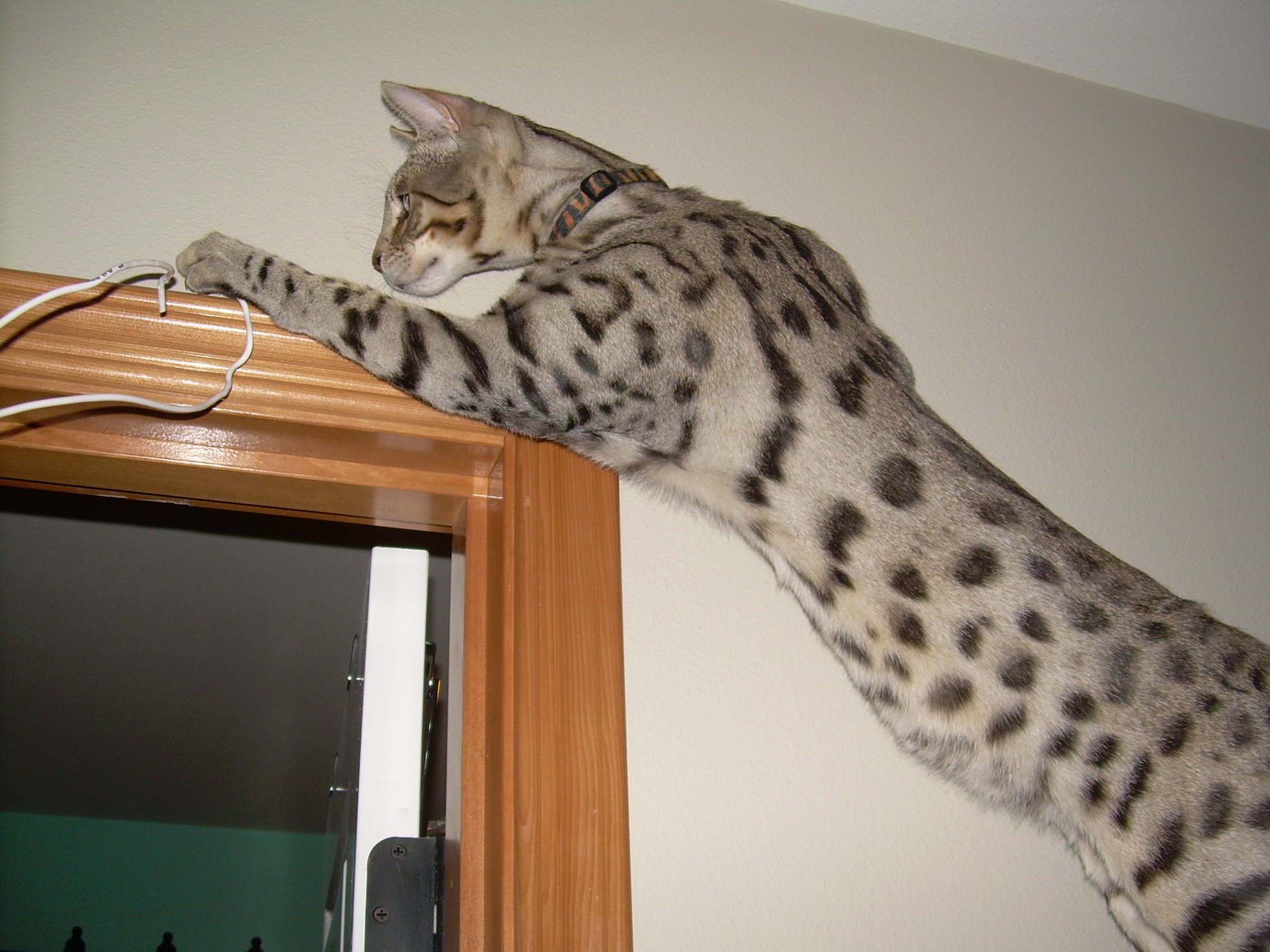 CoolGold2 Select Exotics Savannah Cats