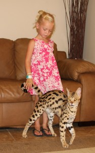 savannah cat f3 full grown