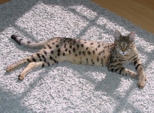 savannah cat f3 full grown