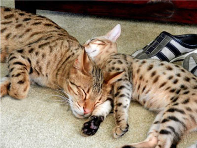 F6 Savannah Cat