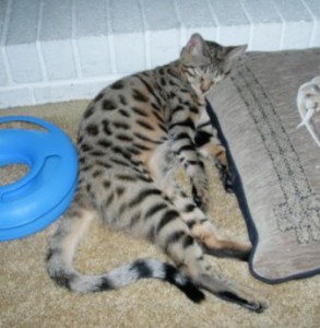 savannah cat f3 full grown