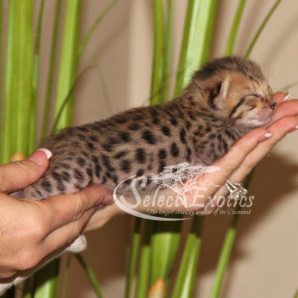 fallon32 Savannah Cat Select Exotics