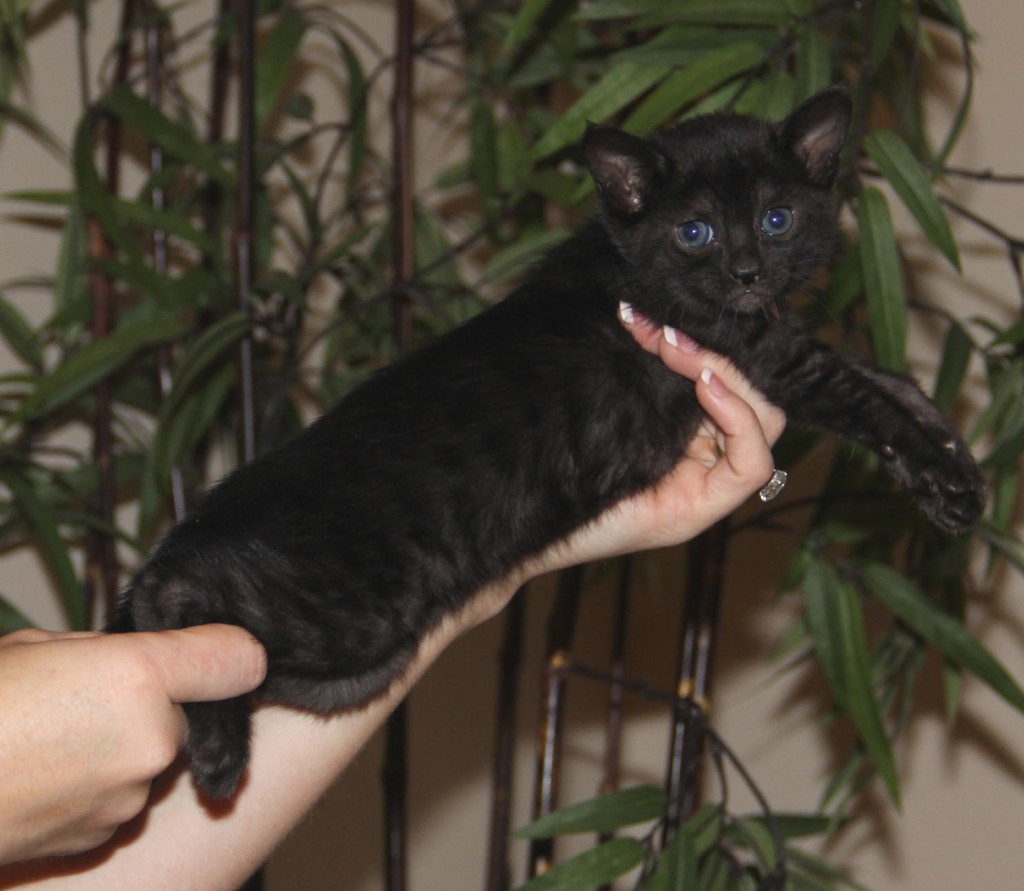 Black store savannah cat