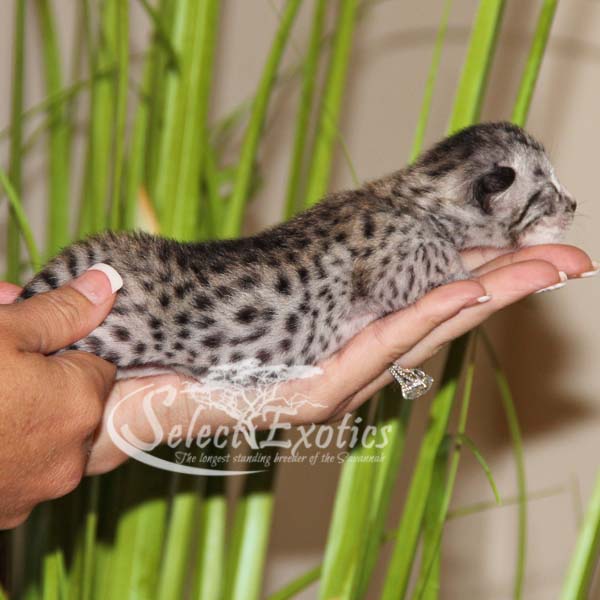 P12 Select Exotics Savannah Cats