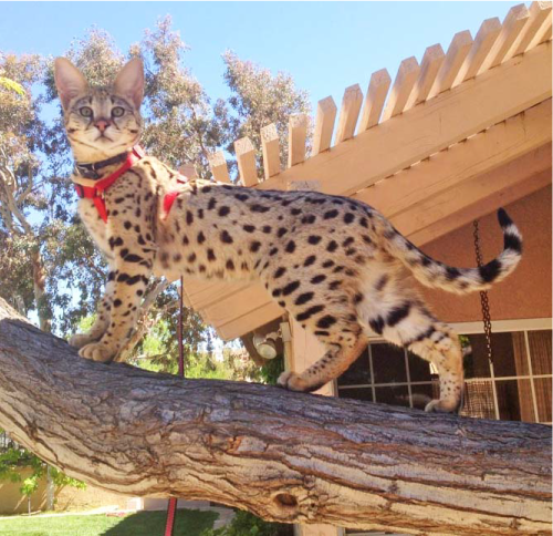 buying a savannah cat -- meet Riley