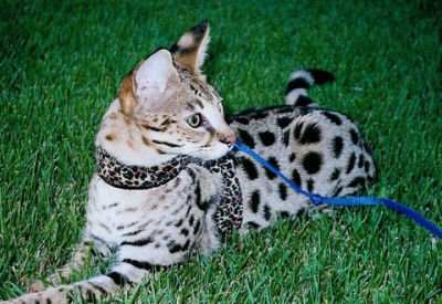 Savannah Cat Information