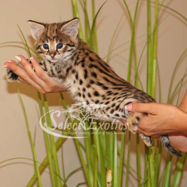 F1 Savannah Kittens For Sale | Savannah Cat Breed