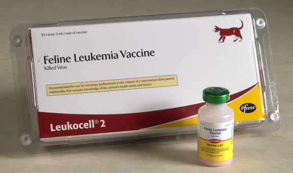 savannah cat feline leukemia vaccine