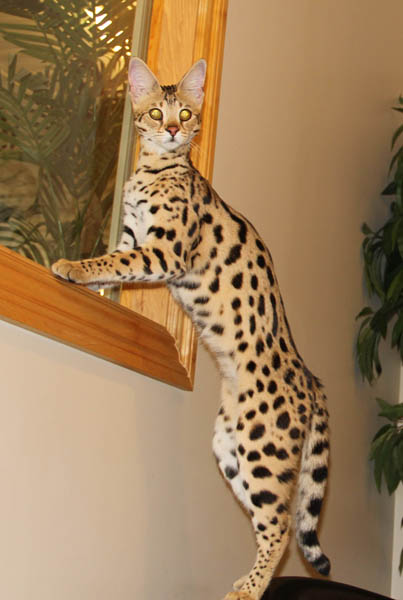 14+ Savannah Cat Size F1 - Furry Kittens