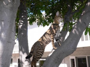 Savannah Cat Breed at Select Exotics