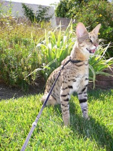 Savannah Cat Breed at Select Exotics