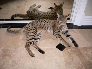 Savannah Cat Breed at Select Exotics