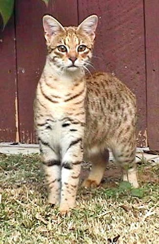 Keno savannah