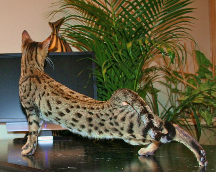 F4 Queens Archives - Savannah Cat - Select Exotics
