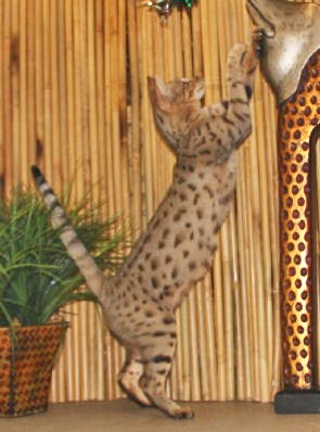 savannah cat wheel