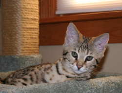 meet camber - savannah cat breed