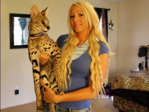 zeus the serval vs savannah