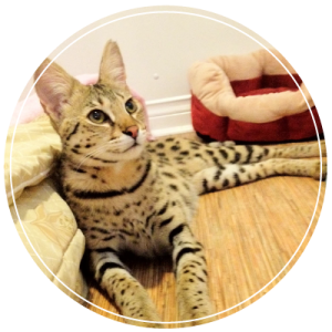 only high quality savannah cats