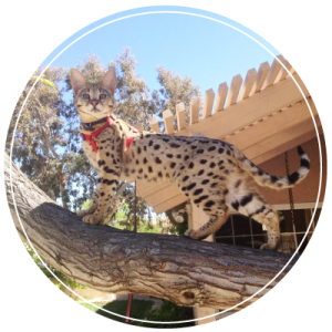 select exotics - the best savannah cat breeder