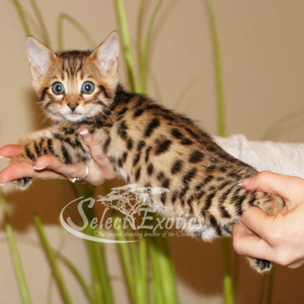 Savannah Cat Breeder Illinois Savannah Cat Breeder Illinois