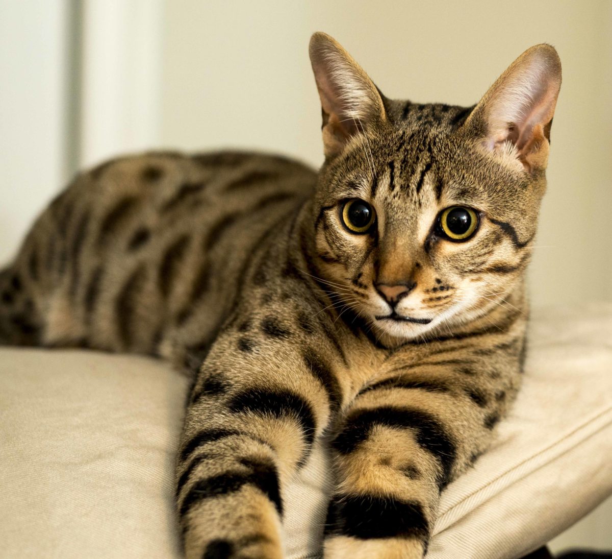 Savannah Cat Hypoallergenic Online Shopping