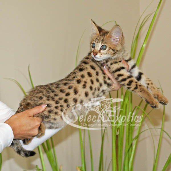 F2 Savannah Kittens Savannah Cat Select Exotics