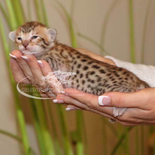 F3 Savannah Kittens for Sale Savannah Cat Breed