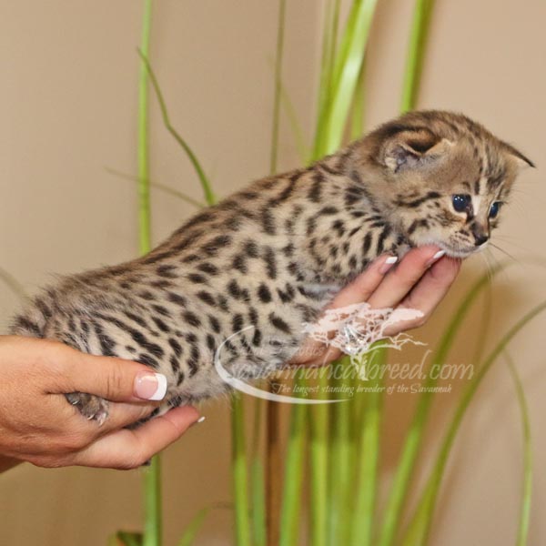 F1 Savannah Kittens For Sale Savannah Cat Breed