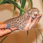 F1 Savannah Kitten for Sale