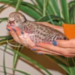 F1 Savannah Kitten for Sale