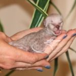 F1 Savannah Kitten for Sale