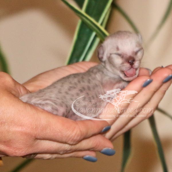 F1 Savannah Kittens For Sale Savannah Cat Breed F1 Savannah Kittens For Sale Savannah Cat Breed