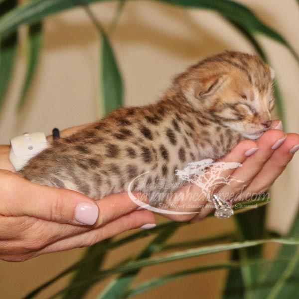 F2 Savannah Kittens for Sale | Savannah Cat Breed