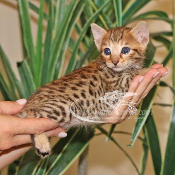 Serval best sale kitten price