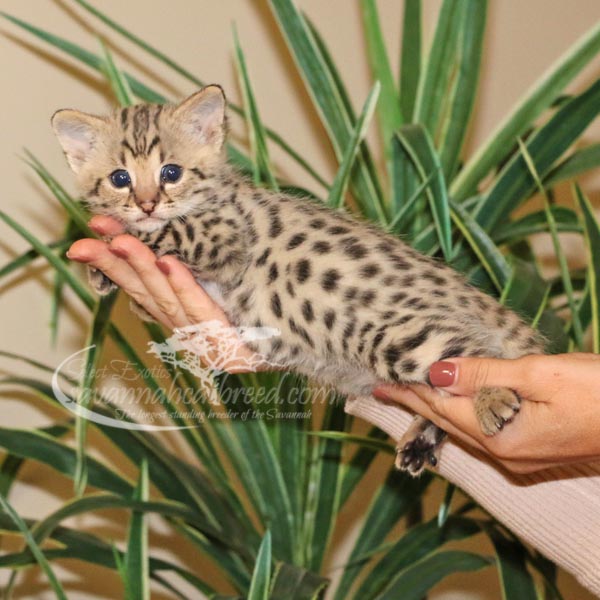 F1 Savannah Kitten for Sale