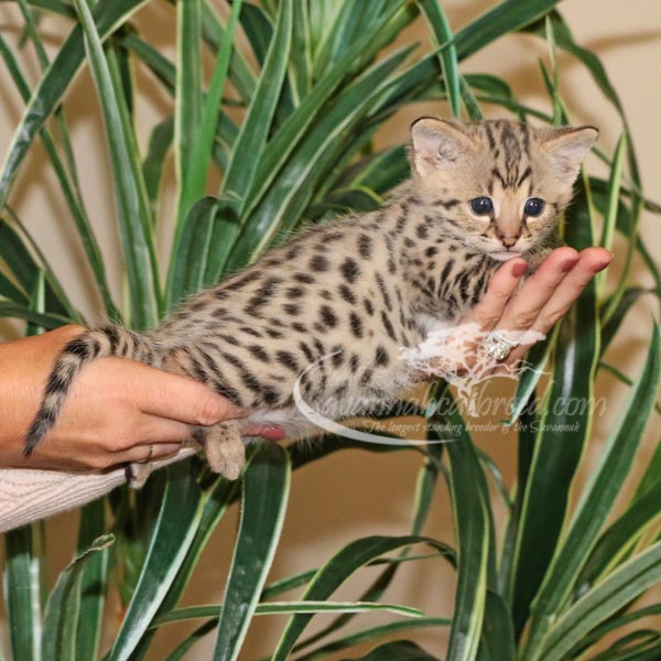 F1 Savannah Kitten for Sale