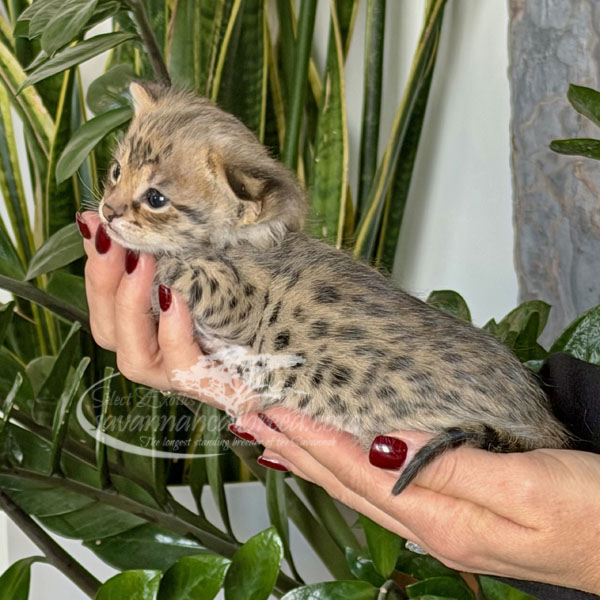 F1 Savannah kitten for sale