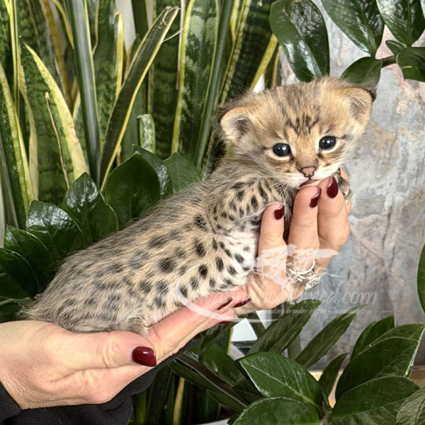 F1 Savannah kitten for sale