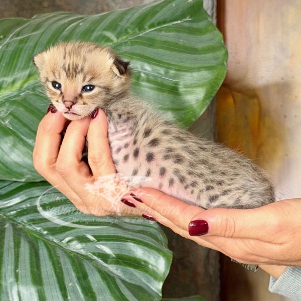 F1 Savannah kitten for sale