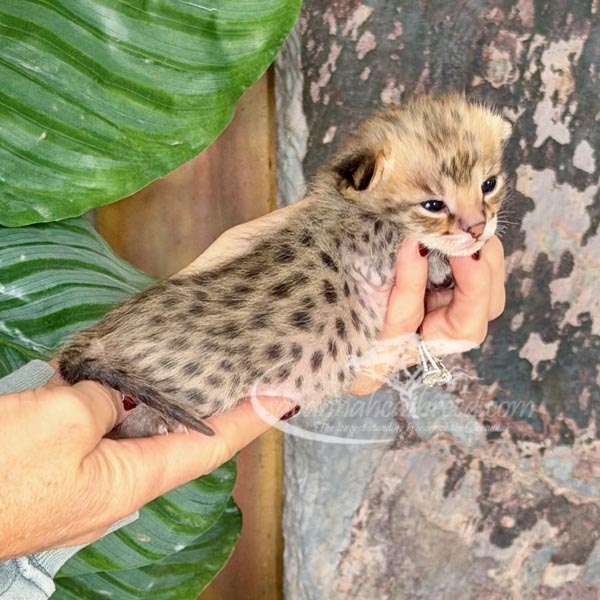 F1 Savannah kitten for sale