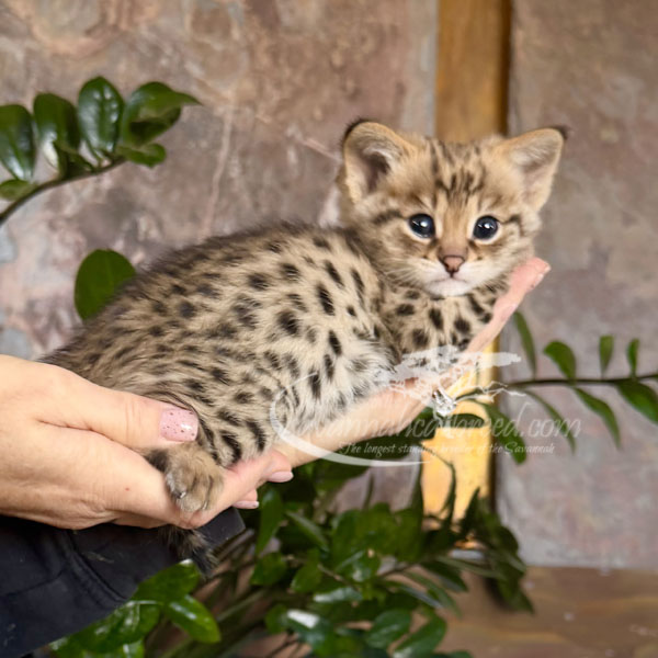 F1 Savannah kitten for sale